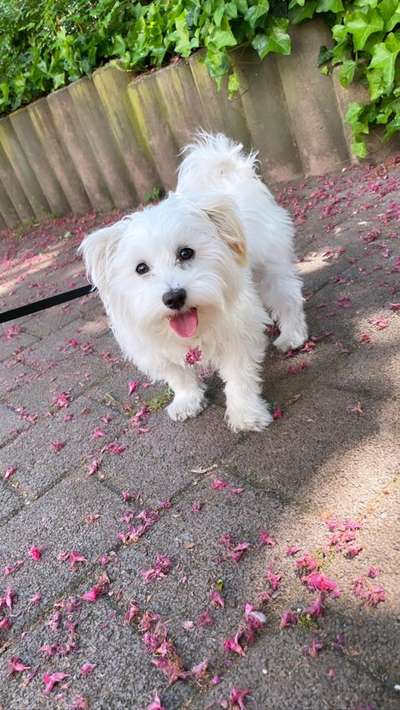 Malteser-Beitrag-Bild