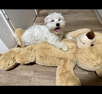 Der Lieblingsplüschi eures Vierbeiners-Beitrag-Bild