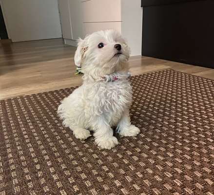 Dogorama Photo Challenge - Hundeblick zum hinschmelzen-Beitrag-Bild