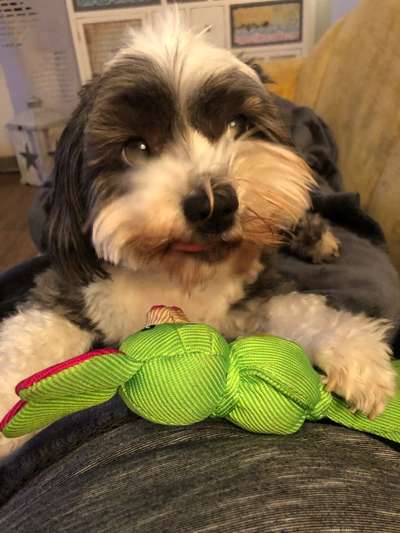 bolonka zwetna 😁-Beitrag-Bild