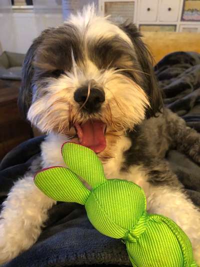 Die Dogorama Kalender Challenge Titelbild-Beitrag-Bild