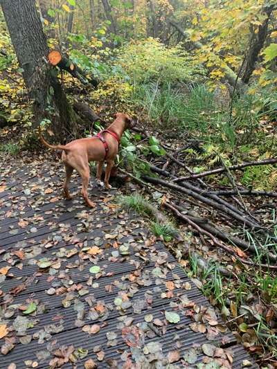 Rhodesian Ridgeback-Beitrag-Bild