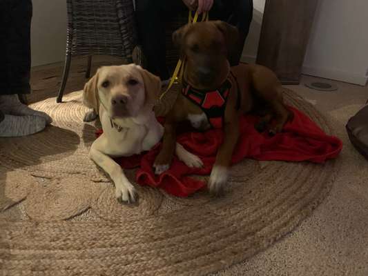 Rhodesian Ridgeback-Beitrag-Bild