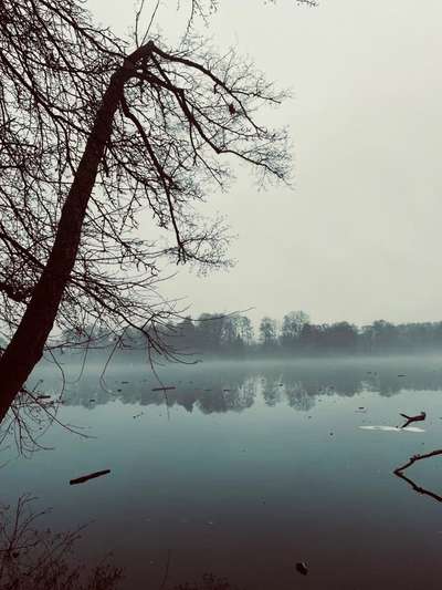 Rhodesian Ridgeback-Beitrag-Bild