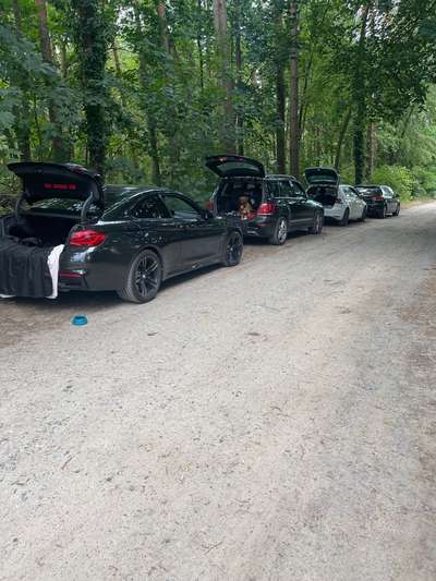 Rhodesian Ridgeback-Beitrag-Bild