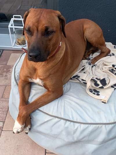Rhodesian Ridgeback-Beitrag-Bild