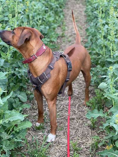 Rhodesian Ridgeback-Beitrag-Bild