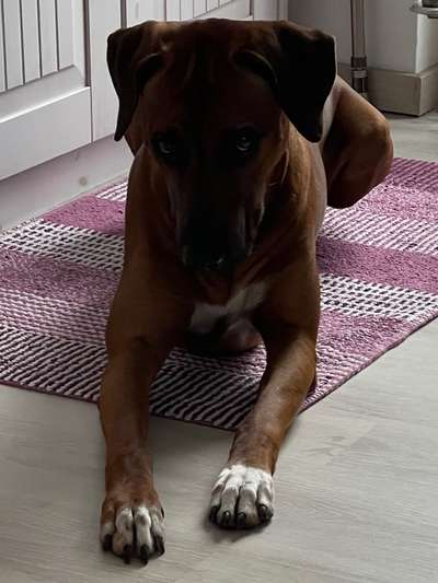 Rhodesian Ridgeback-Beitrag-Bild