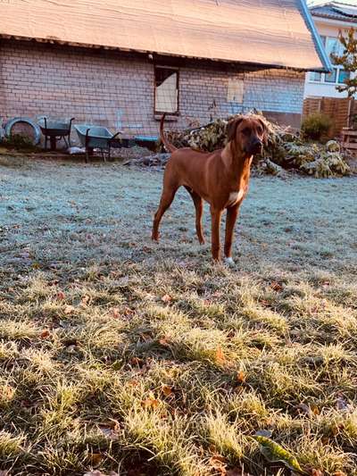Rhodesian Ridgeback-Beitrag-Bild