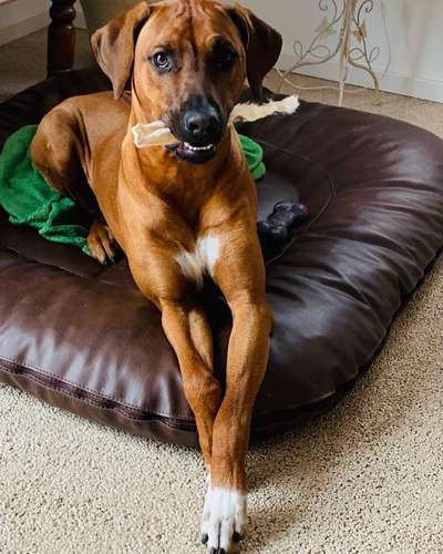 Rhodesian Ridgeback-Beitrag-Bild
