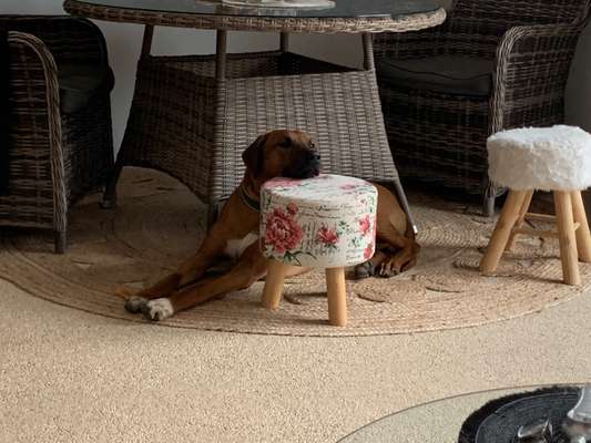 Rhodesian Ridgeback-Beitrag-Bild