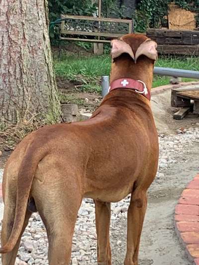 Rhodesian Ridgeback-Beitrag-Bild