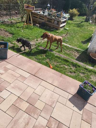 Rhodesian Ridgeback-Beitrag-Bild