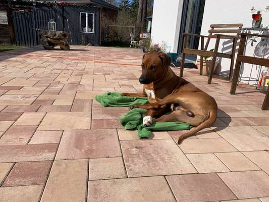 Rhodesian Ridgeback-Beitrag-Bild