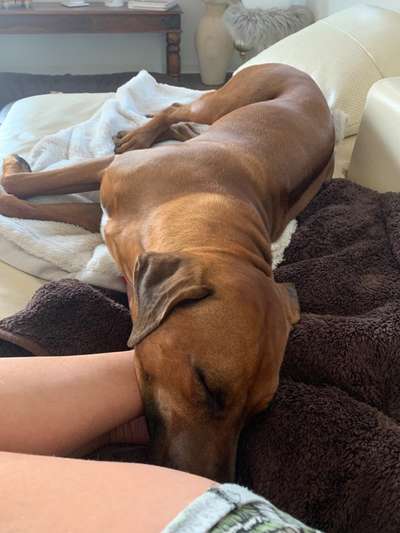 Rhodesian Ridgeback-Beitrag-Bild