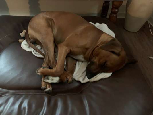 Rhodesian Ridgeback-Beitrag-Bild