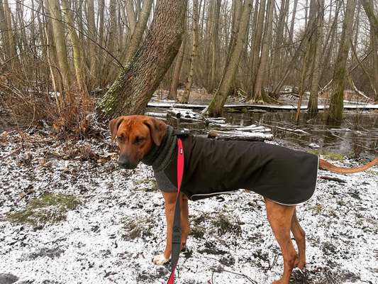 Rhodesian Ridgeback-Beitrag-Bild