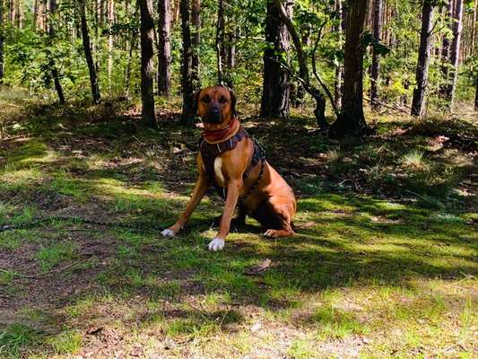 Rhodesian Ridgeback-Beitrag-Bild
