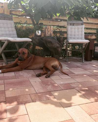 Rhodesian Ridgeback-Beitrag-Bild