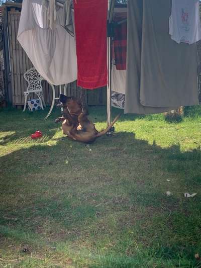 Rhodesian Ridgeback-Beitrag-Bild