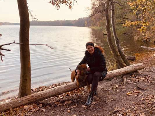 Rhodesian Ridgeback-Beitrag-Bild