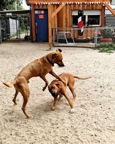 Rhodesian Ridgeback-Beitrag-Bild