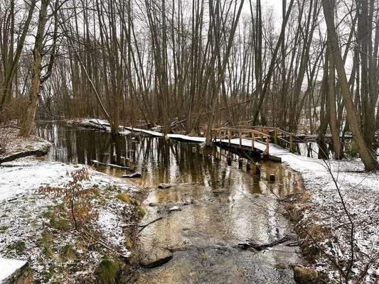 Rhodesian Ridgeback-Beitrag-Bild