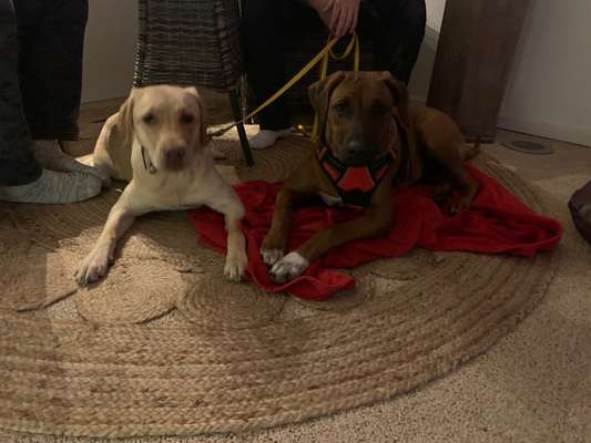 Rhodesian Ridgeback-Beitrag-Bild