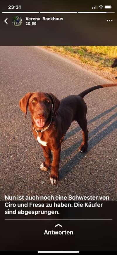 Rhodesian Ridgeback-Beitrag-Bild