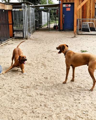 Rhodesian Ridgeback-Beitrag-Bild