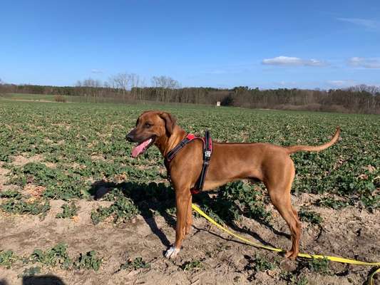 Rhodesian Ridgeback-Beitrag-Bild