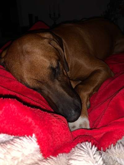 Rhodesian Ridgeback-Beitrag-Bild