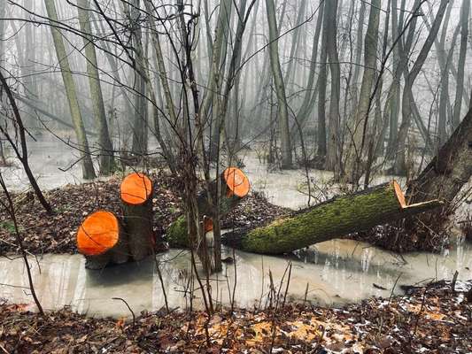 Rhodesian Ridgeback-Beitrag-Bild