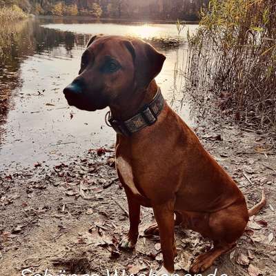 Rhodesian Ridgeback-Beitrag-Bild
