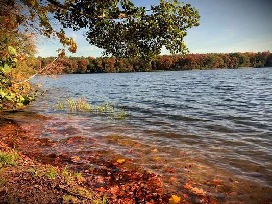 Rhodesian Ridgeback-Beitrag-Bild
