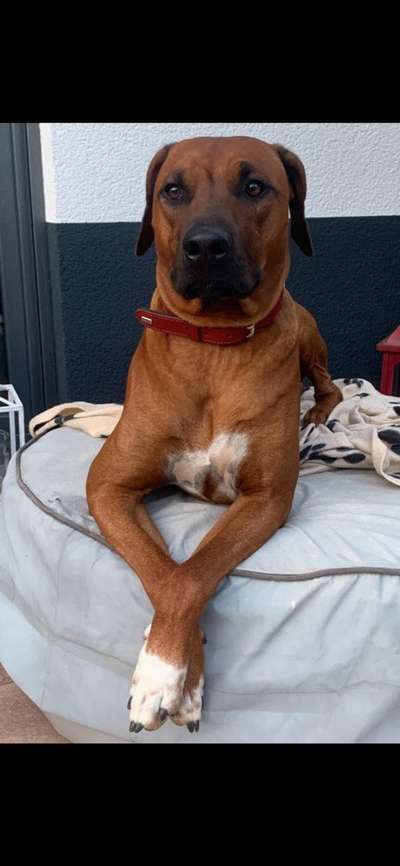 Rhodesian Ridgeback-Beitrag-Bild