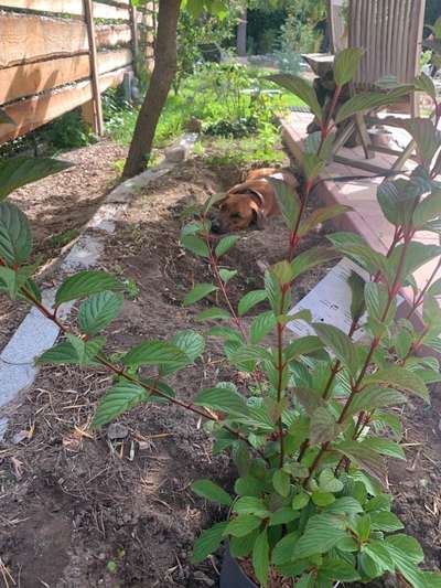 Rhodesian Ridgeback-Beitrag-Bild