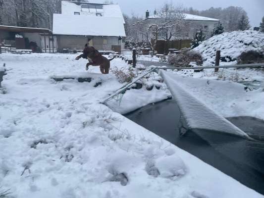 Rhodesian Ridgeback-Beitrag-Bild