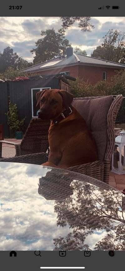 Rhodesian Ridgeback-Beitrag-Bild