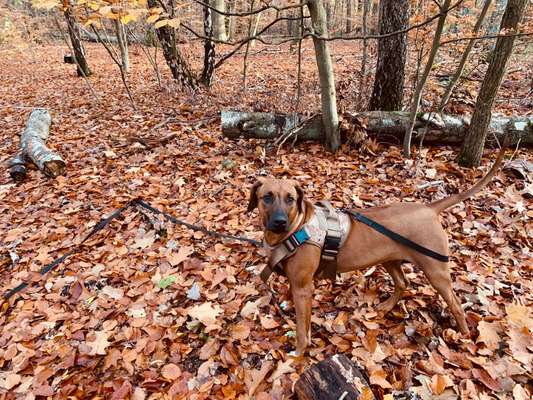 Rhodesian Ridgeback-Beitrag-Bild