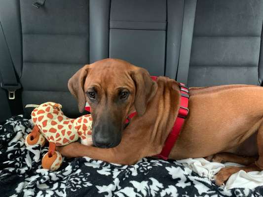 Rhodesian Ridgeback-Beitrag-Bild