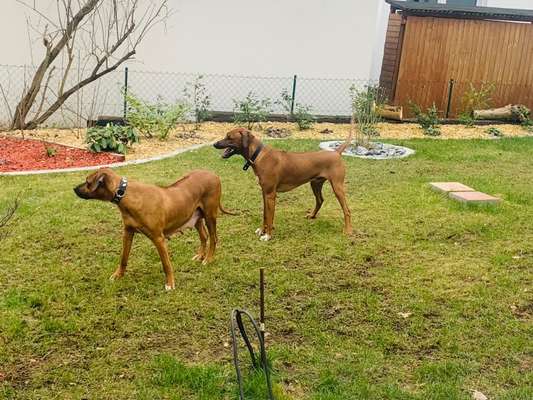 Rhodesian Ridgeback-Beitrag-Bild
