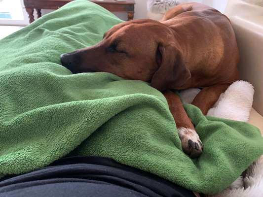 Rhodesian Ridgeback-Beitrag-Bild