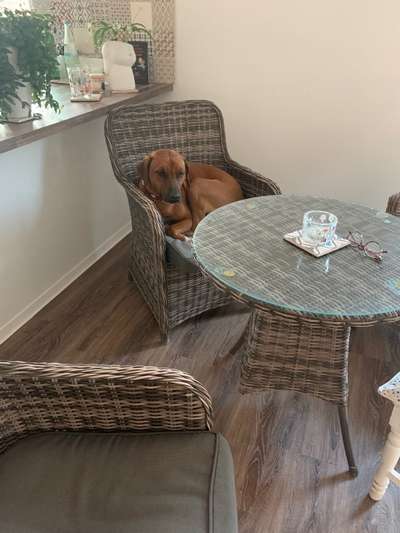 Rhodesian Ridgeback-Beitrag-Bild