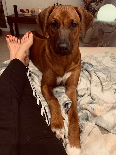 Rhodesian Ridgeback-Beitrag-Bild