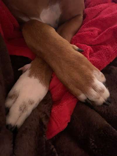 Rhodesian Ridgeback-Beitrag-Bild