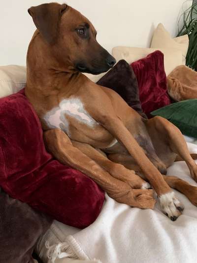 Rhodesian Ridgeback-Beitrag-Bild