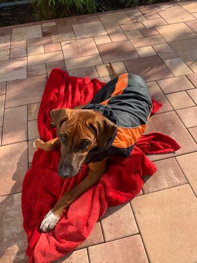 Rhodesian Ridgeback-Beitrag-Bild