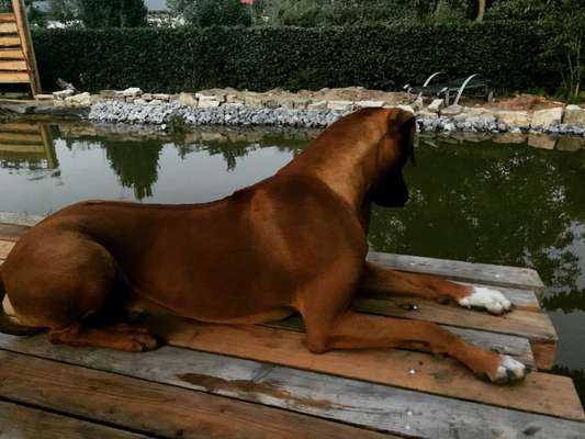 Rhodesian Ridgeback-Beitrag-Bild