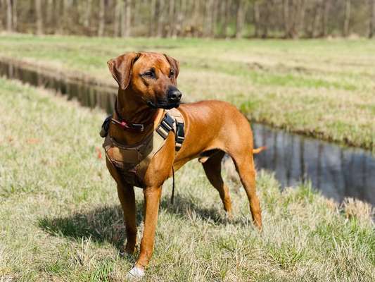 Rhodesian Ridgeback-Beitrag-Bild